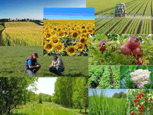 Agricultural Consultant
